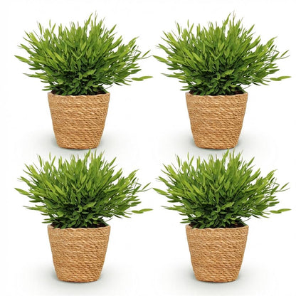 Green boutiQ - Zimmerpflanze - Bamusa Pogonatherum Monica - Bambusgras - Haustierfreundliche Pflanze - Grün - 4 Pflanzen - mit Korb - Topf 12cm - Höhe 20cm 