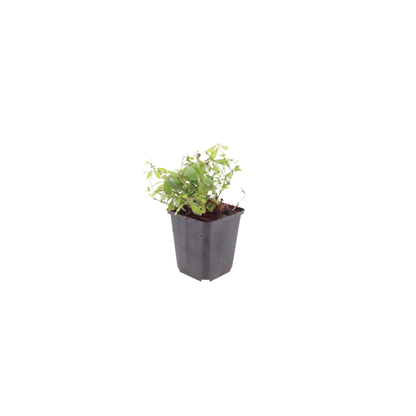 Galium odoratum Waldmeister Ø9cm 6 Stück