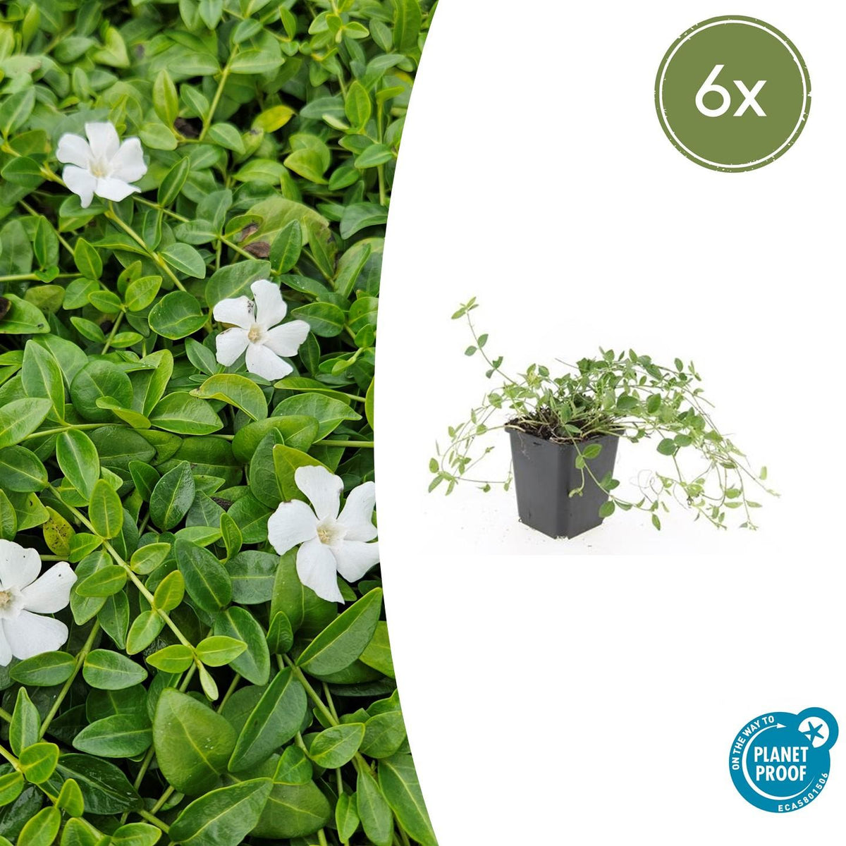 Kleines Immergrün Vinca minor 'Gertrude Jekyll' – ↕10-25cm – Ø9cm – 6 Pflanzen – Weiße Blüten – Immergrüner Bodendecker – Schattentauglich & pflegeleicht 