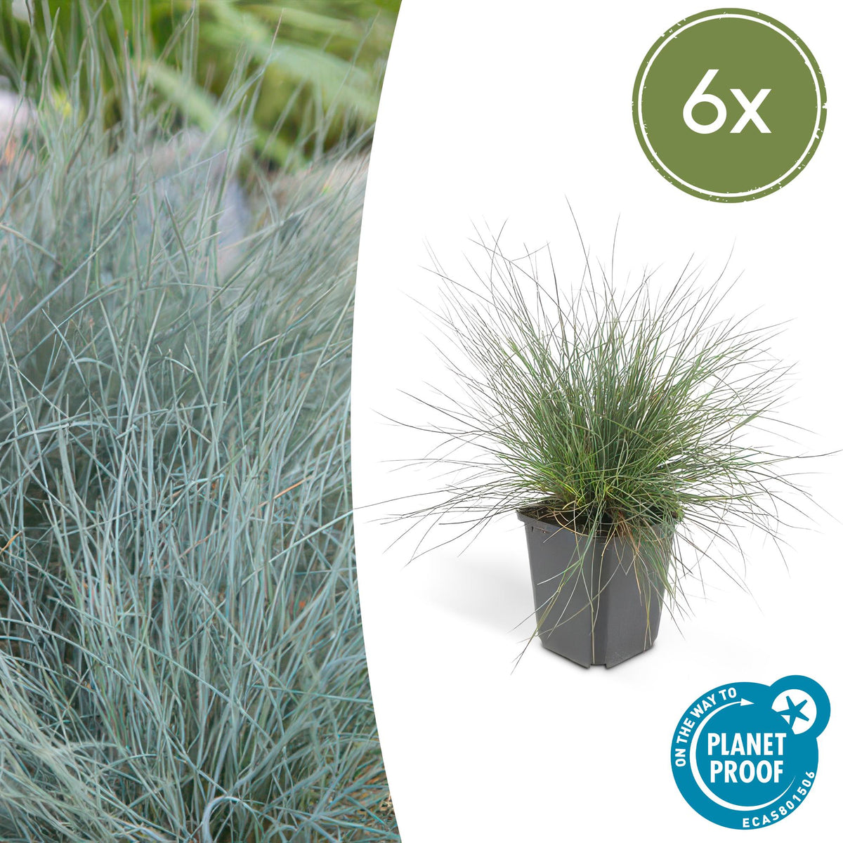 Blau-Schwingel – Festuca glauca 'Elijah Blue' – ↕10-25 cm – Ø9 cm – 6 Pflanzen – Ziergras – Blau-graues Gras – Pflegeleicht & Winterhart – Steingarten & Beete 