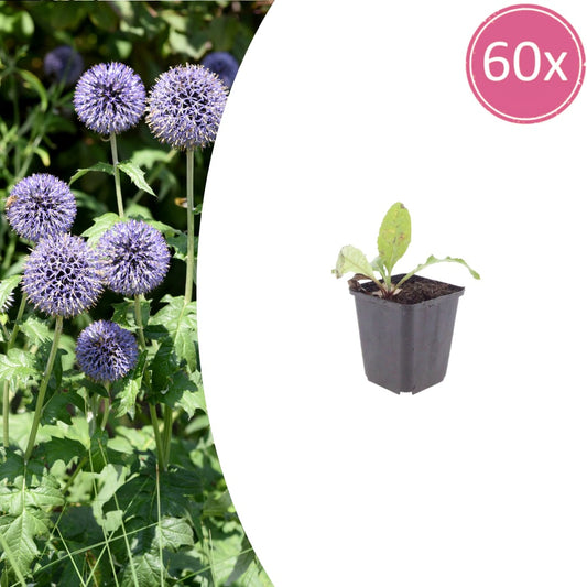 Kugeldistel Echinops ritro Trockenheitsresistente Staude für sonnige Beete Ø9cm 60 Stück