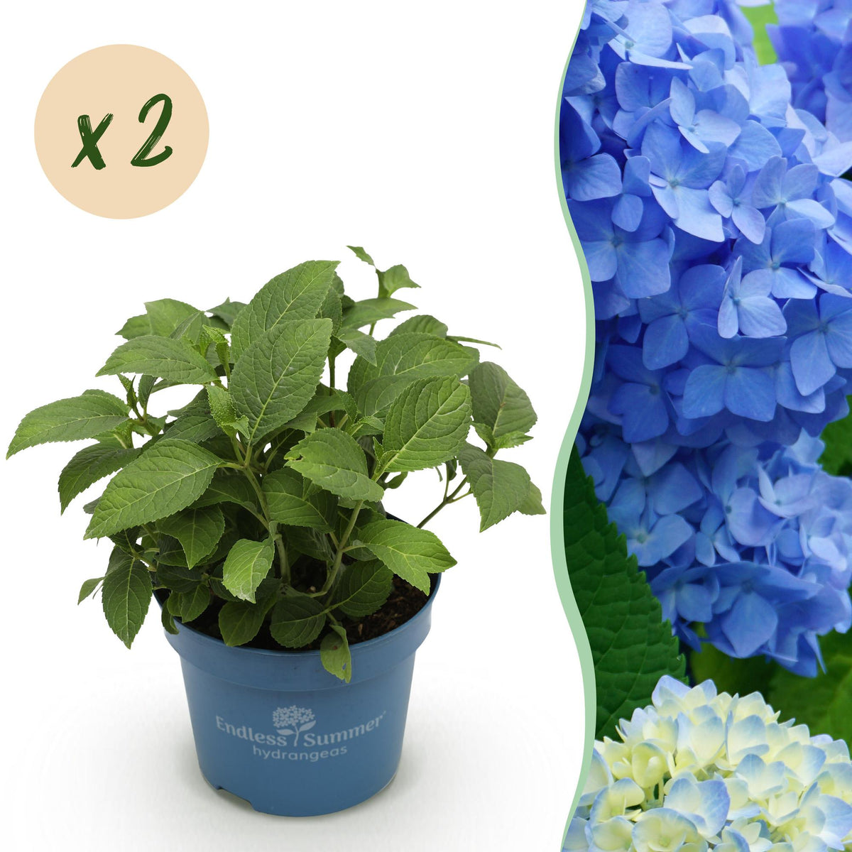Green boutiQ - Gartenpflanze - Hydrangea Endless Summer The Original Blue - Hortensie - Frosthart - Blau - 2 Pflanzen - Topf 14cm - Höhe 20-25cm 