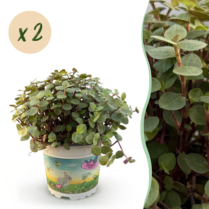 Green boutiQ - Zimmerpflanze - Calissia repens - Katzengras - Haustierfreundlich - Grün - 2 Pflanzen - Topf 12cm - Höhe 17-20cm 