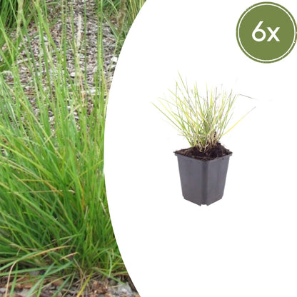 Sesleria autumnalis – 6 Pflanzen – Ø9cm – Höhe 10-25cm – Winterhartes Ziergras – Goldbraune Herbstfärbung – Pflegeleicht für Beet, Steingarten & Naturgarten - Oasis of Life