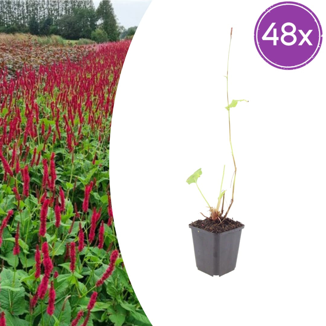 Persicaria amplexicaulis Blackfield Winterharte Staude Ø9cm 48 Stück