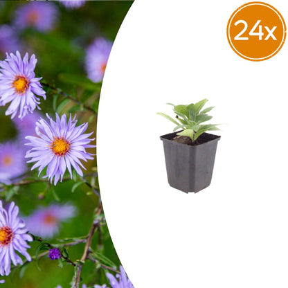 Sommeraster Aster frikartii Mönch Langblühende Staude für sonnige Beete Ø9cm 24 Stück