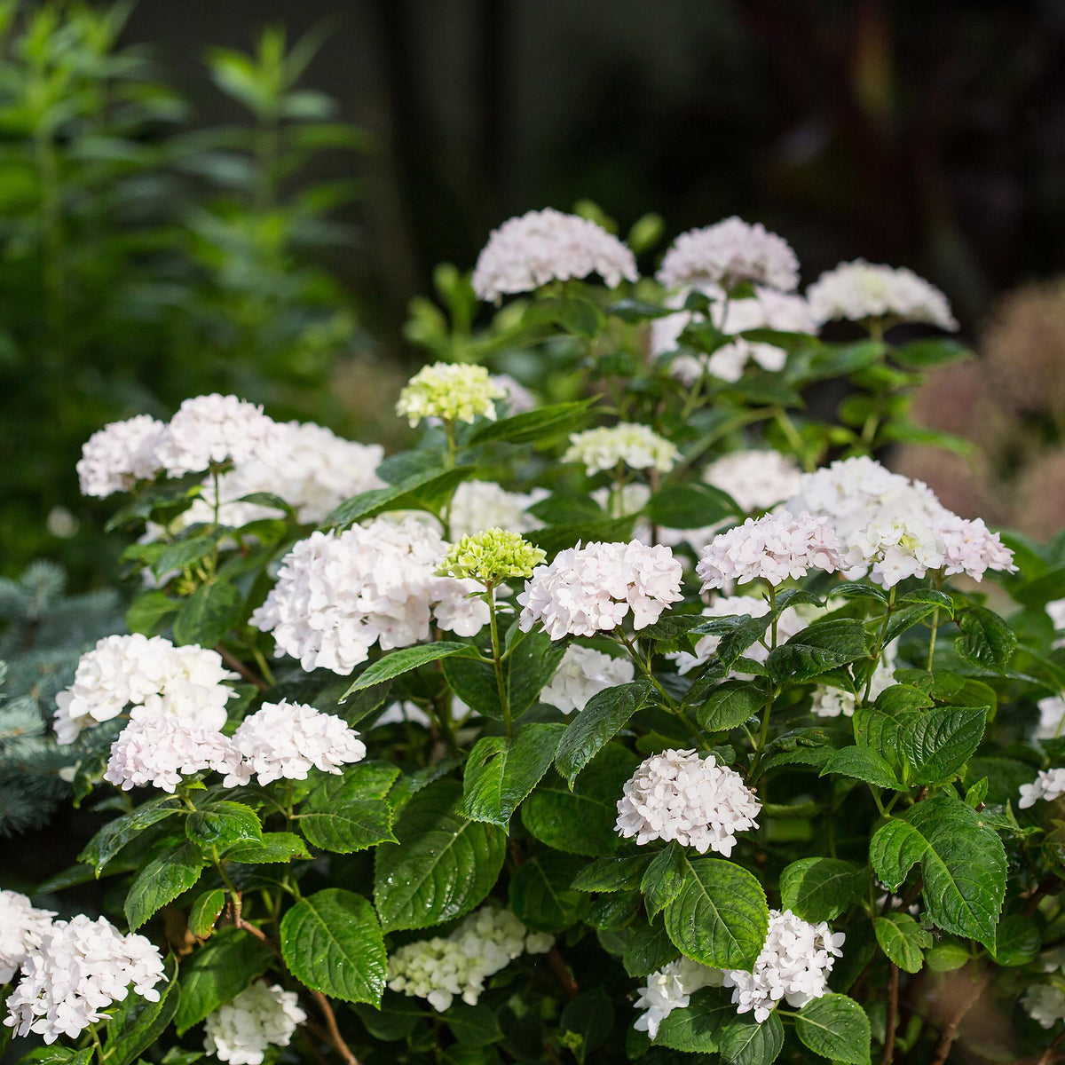 Green boutiQ - Gartenpflanze - Hydrangea Endless Summer The Bride - Hortensie - Winterhart - Weiß - 2 Pflanzen - Topf 14cm - Höhe 20-25cm 
