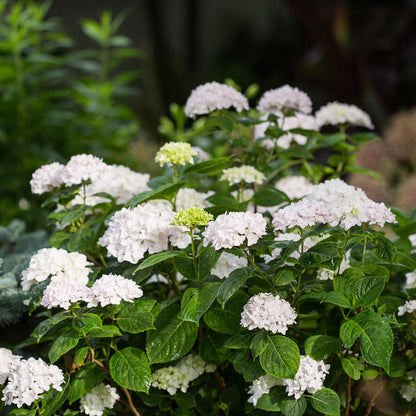 Green boutiQ - Gartenpflanze - Hydrangea Endless Summer The Bride - Hortensie - Winterhart - Weiß - 2 Pflanzen - Topf 14cm - Höhe 20-25cm 