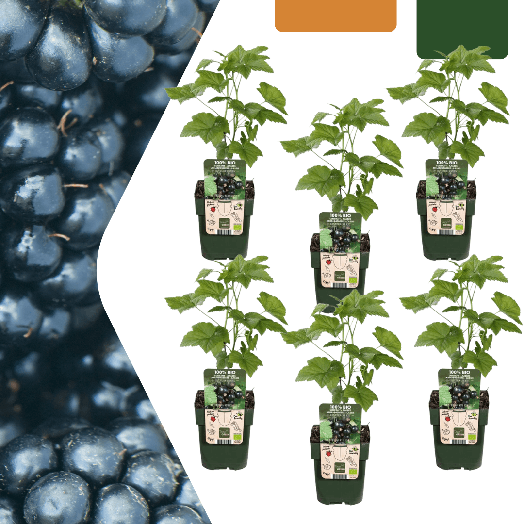 Bio Brombeere Rubus fruticosus – Biologische Brombeersträucher – Ø13cm – ↨20cm – 6 Pflanzen – Frostbeständig & Vieltragend – Für Balkon, Garten & Terrasse 