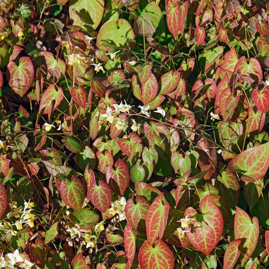 Elfenblume Epimedium × youngianum ‘Niveum’ Weiße Schattenstaude Ø9cm 6 Stück