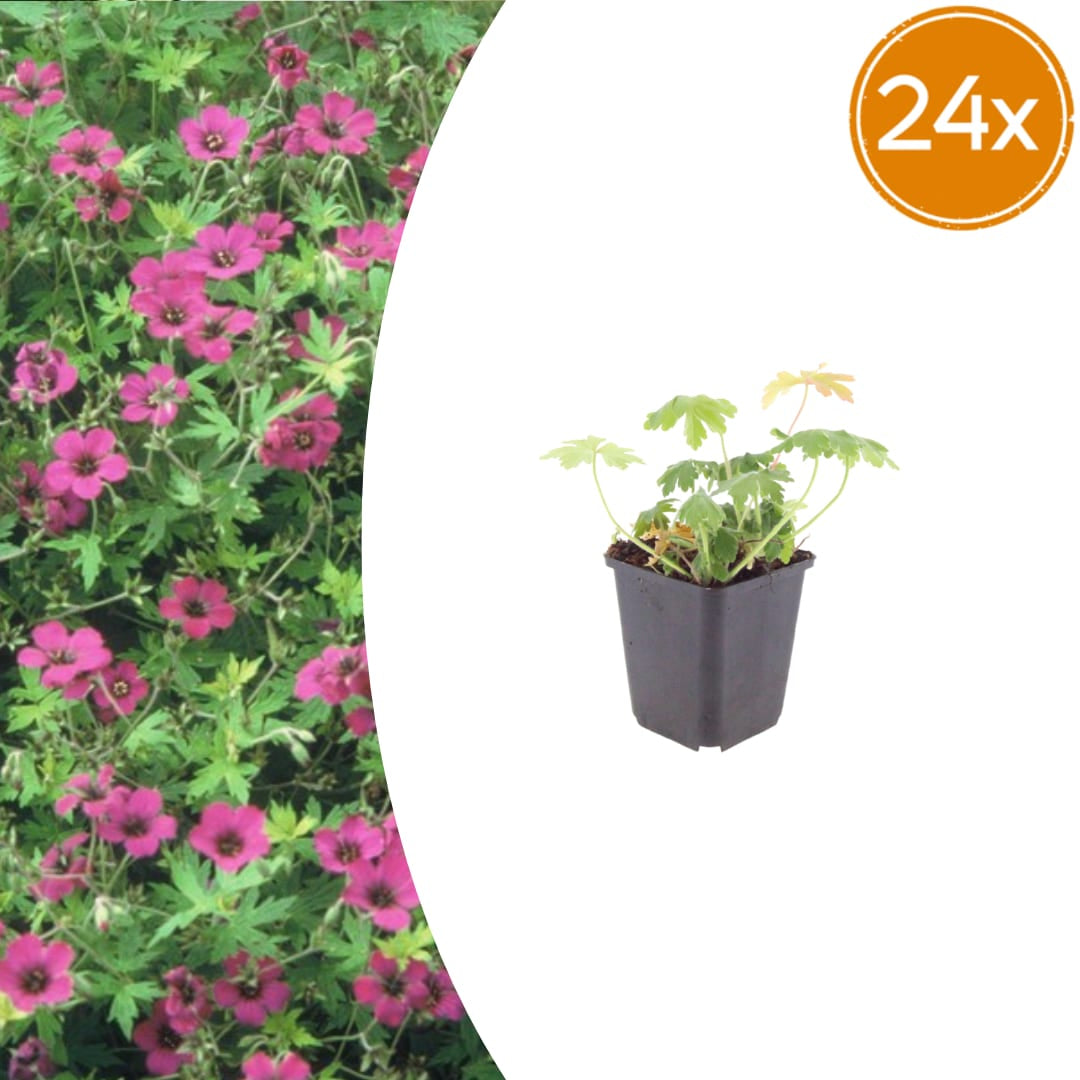 Geranium macrorrhizum Bevan's Variety Winterharte Bodendecker Staude Ø9cm 24 Stück