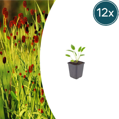Sanguisorba officinalis Tanna – 12 Pflanzen – Ø9cm – Höhe 10-25cm – Winterharte Staude – Dunkelrosa Blütenähren – Bienenfreundlich für Beet & Präriegarten - Oasis of Life