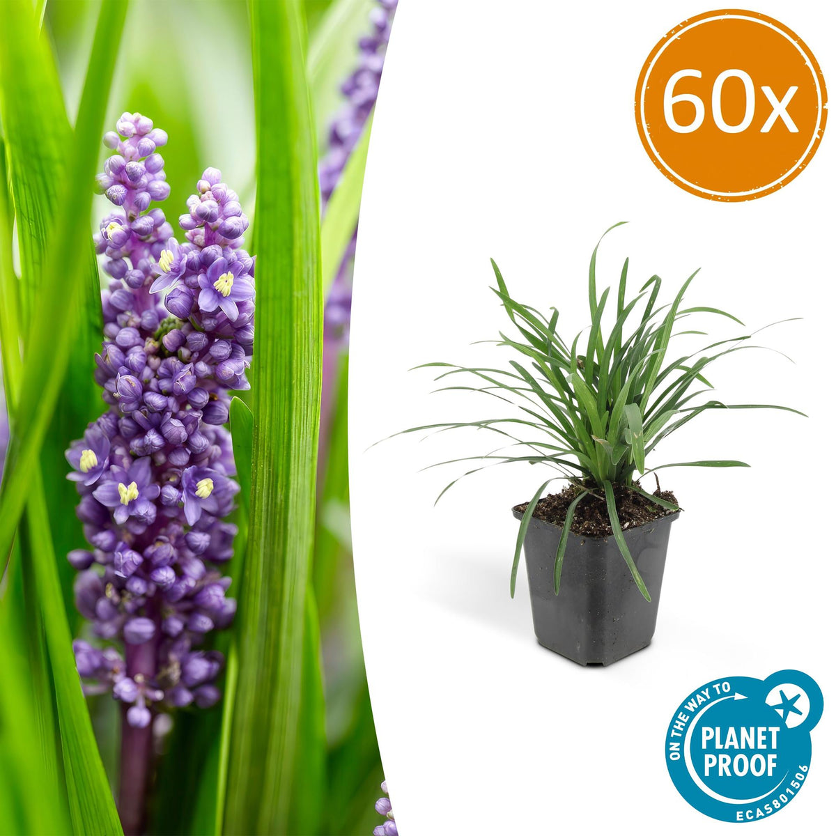 Lilientraube Liriope muscari 'Big Blue' – ↕10-25cm – Ø9cm – 60 Pflanzen – Immergrüner Bodendecker – Lila Blüten ab August – Pflegeleicht & Halbschatten 