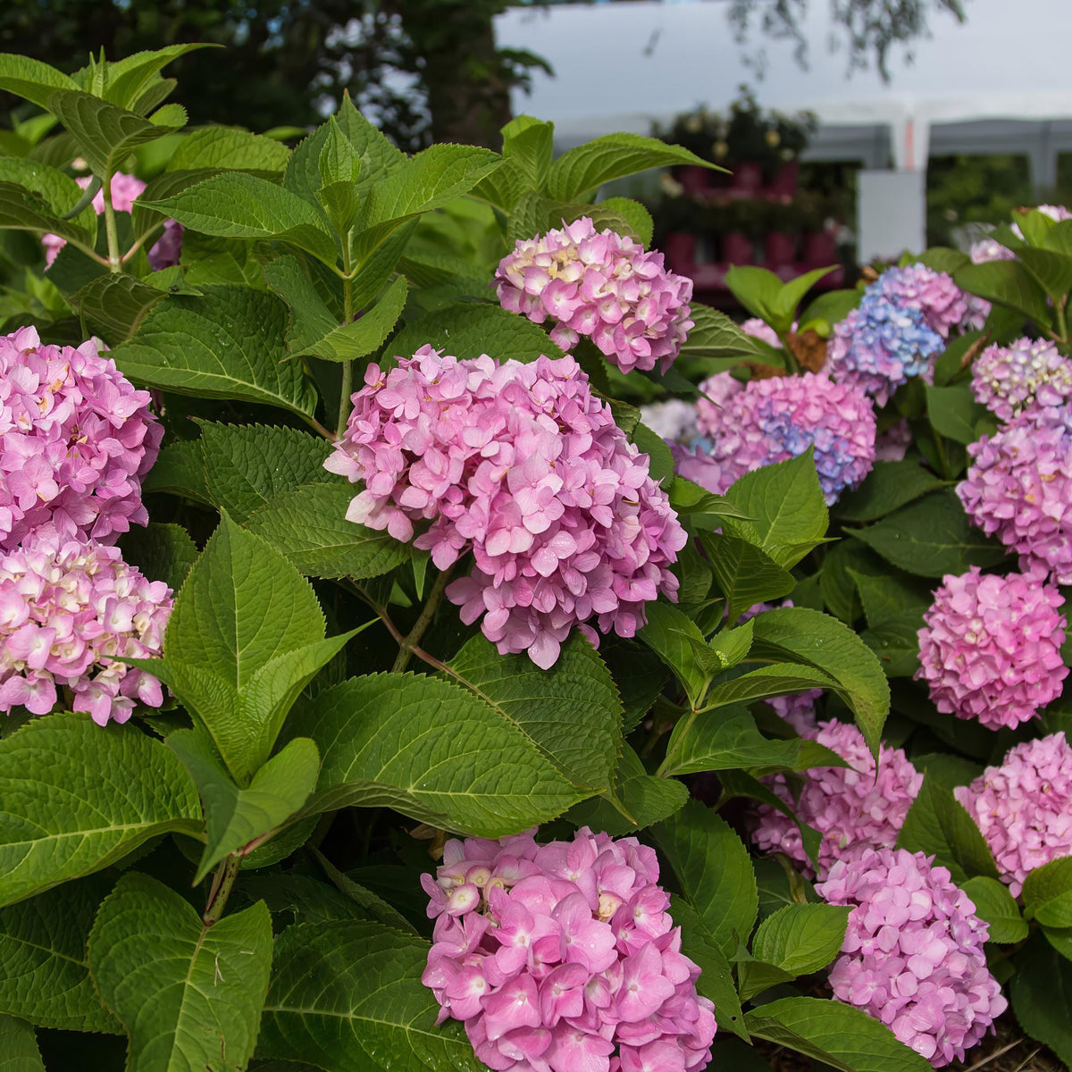 Hortensie Hydrangea Endless Summer The Original Pink 4er Set – winterhart rosa – 14cm – Höhe 20-25cm – lange Blüte bis Herbst – für Beet, Hecke, Kübel, Balkon & Terrasse 