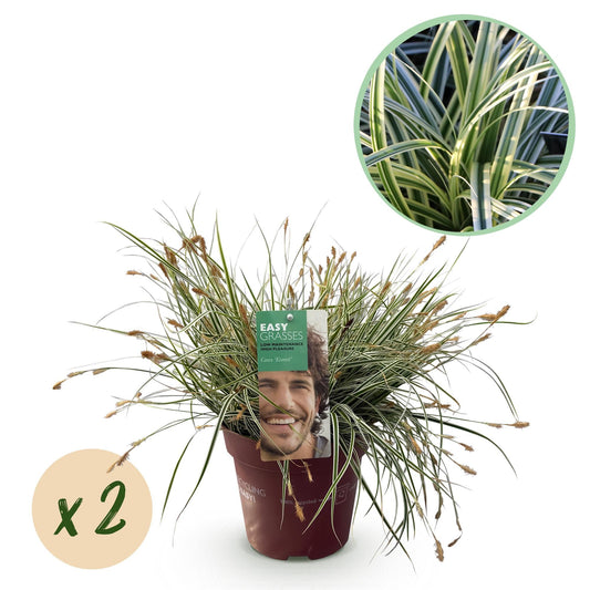 Grünweiße Segge Carex oshimensis Everest – 2 Pflanzen – Ø17cm – Immergrün, winterhart & pflegeleicht – Weiß-grüne Blätter – Höhe ca. 50cm – Vielseitig & langlebig 