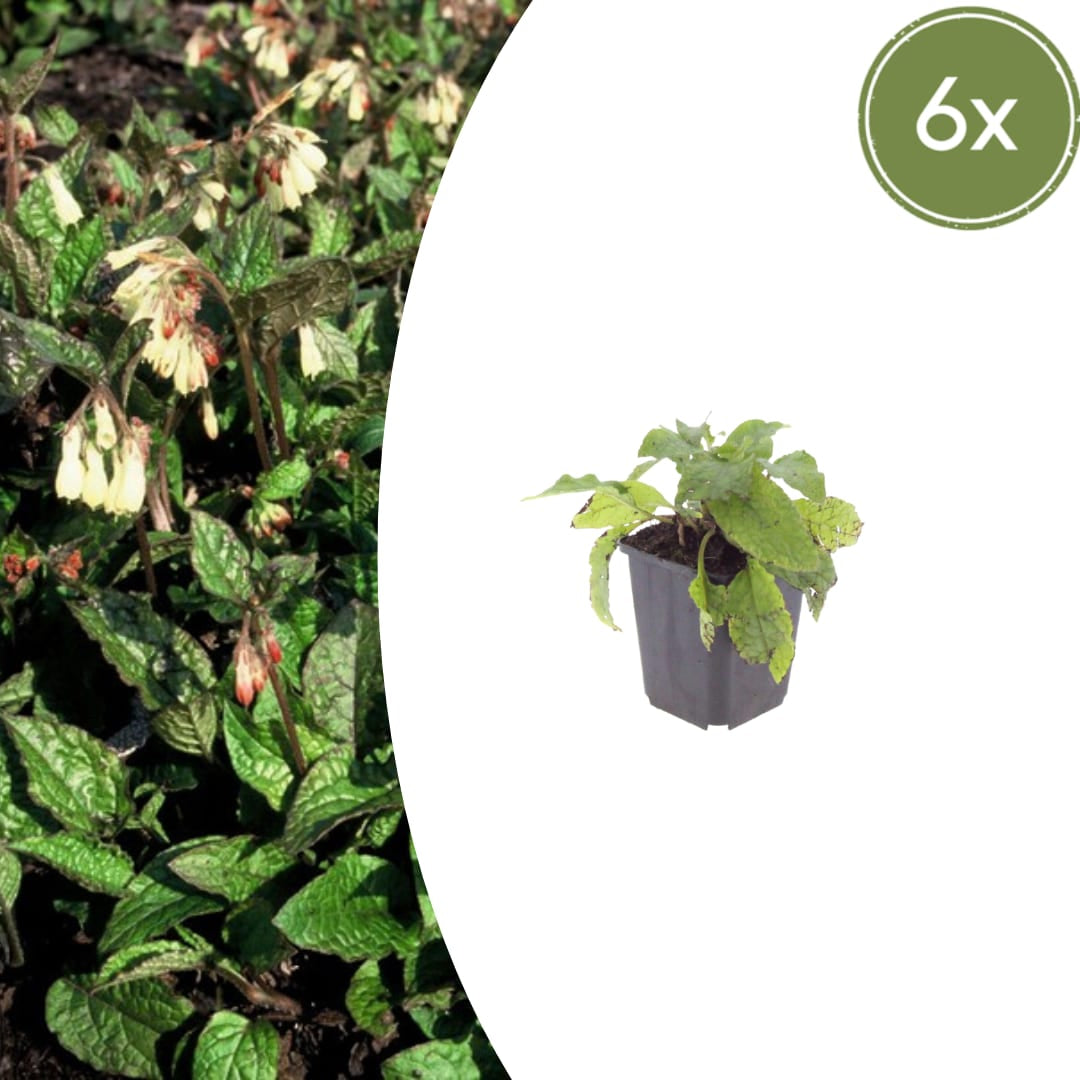 Symphytum grandiflorum – 6 Pflanzen Ø9cm – Höhe10-25cm – Frühblühender Bodendecker für Schatten & Halbschatten – Cremegelbe Blüten – Winterhart pflegeleicht - Oasis of Life