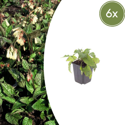 Symphytum grandiflorum – 6 Pflanzen Ø9cm – Höhe10-25cm – Frühblühender Bodendecker für Schatten & Halbschatten – Cremegelbe Blüten – Winterhart pflegeleicht - Oasis of Life