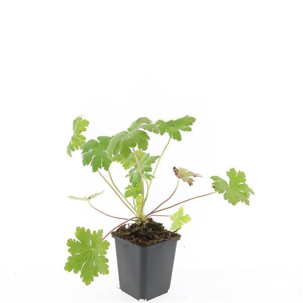 Geranium macrorrhizum 'Ingwersen's Var.' – 24 Pflanzen – ↕10-25cm – Ø9cm – Aromatischer Bodendecker – Zartrosafarbene Blüten – Schattengarten – Pflegeleicht – Winterhart 