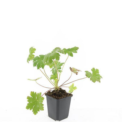 Geranium macrorrhizum 'Ingwersen's Var.' – 24 Pflanzen – ↕10-25cm – Ø9cm – Aromatischer Bodendecker – Zartrosafarbene Blüten – Schattengarten – Pflegeleicht – Winterhart 