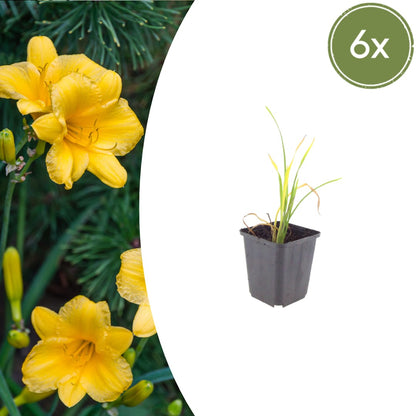 Hemerocallis Stella de Oro Dauerblühende Staude Ø9cm 6 Stück