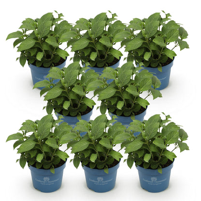 Hortensie Hydrangea Endless Summer The Original Pink 8er Set – winterhart rosa – 14cm – Höhe 20-25cm – lange Blüte bis Herbst – für Beet, Hecke, Kübel, Balkon & Terrasse 