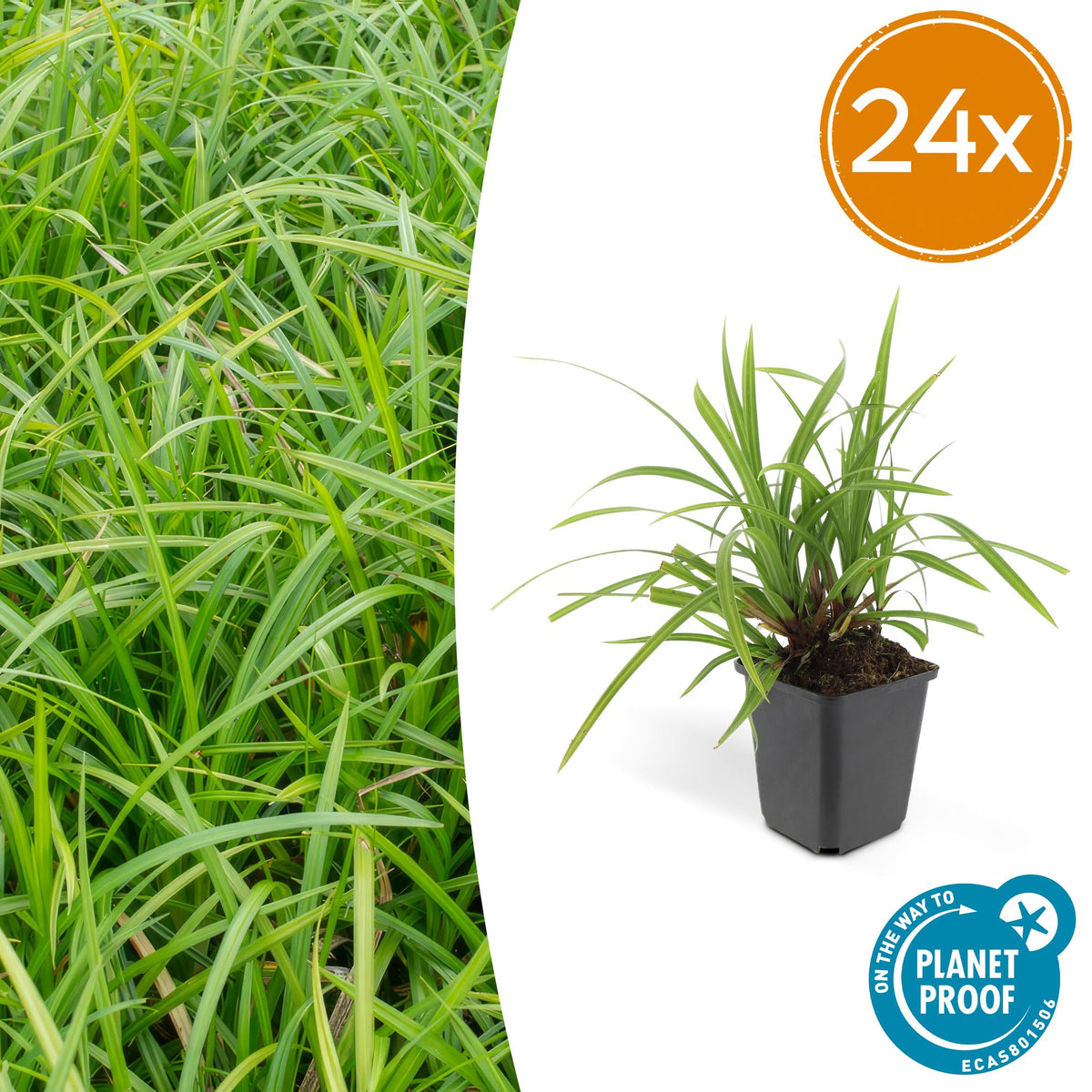 Carex morrowii 'Irish Green' – 24 Pflanzen – ↕10-25cm – Ø9cm – Immergrüner Bodendecker – Pflegeleicht & Vielseitig – Schattentauglich 