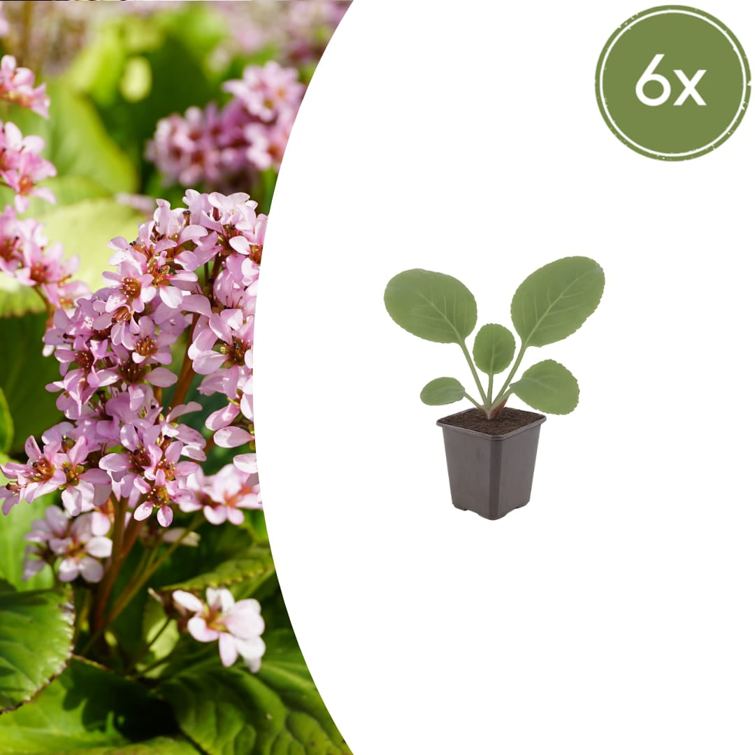 Schusterblume Bergenia cordifolia – 6 Pflanzen – 10-25cm – Ø9cm – Immergrüne Staude mit rosa Blüten – Winterharte Gartenpflanze für Beet, Schatten & Bodendecker - Oasis of Life