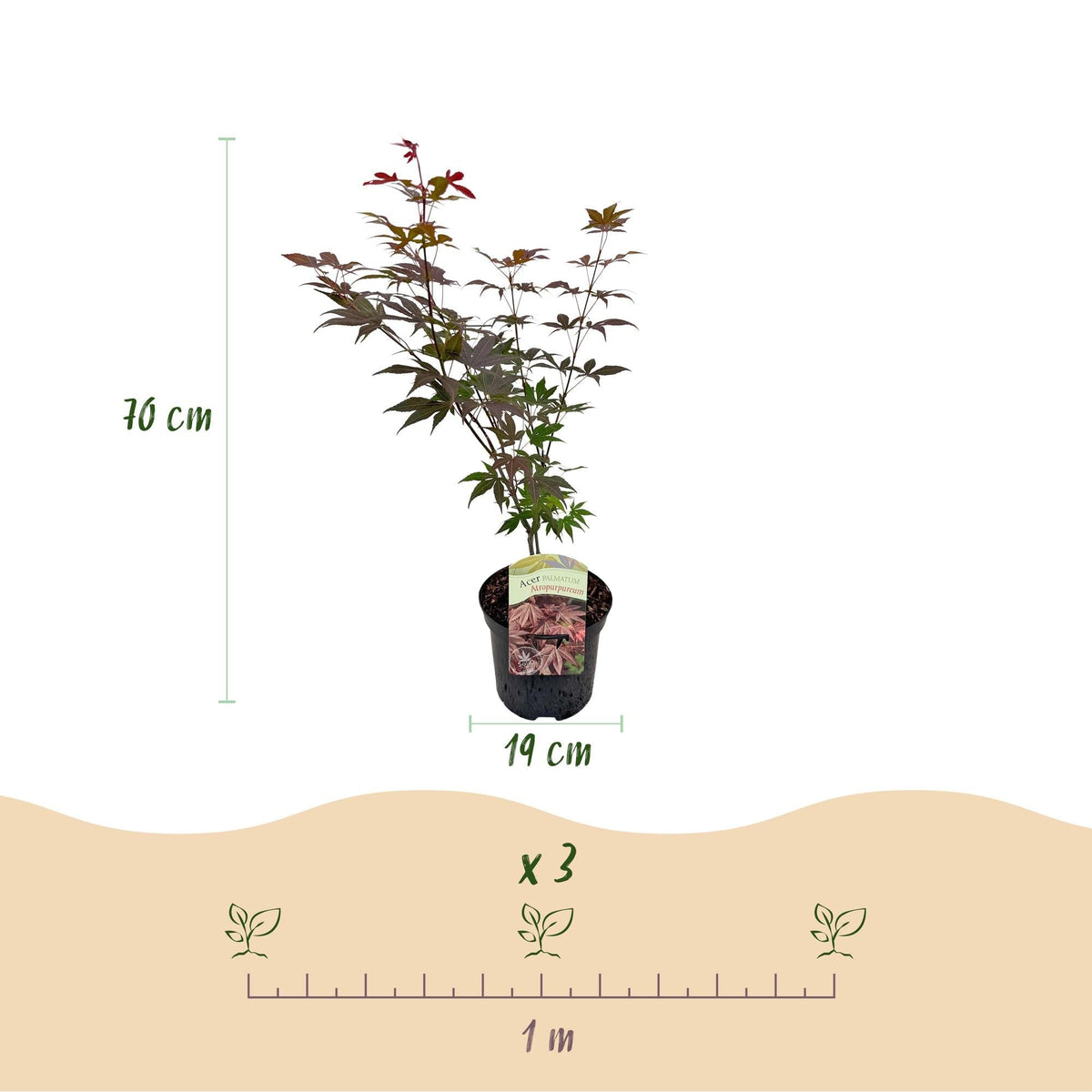 Japanischer Ahorn Acer palmatum Atropurpureum – Lila Balkonpflanze – Ø19cm – Höhe ca. 70cm – Kompakter Zierahorn mit tiefviolettem Laub 