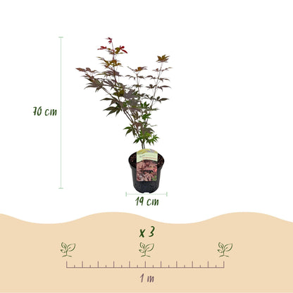Japanischer Ahorn Acer palmatum Atropurpureum – Lila Balkonpflanze – Ø19cm – Höhe ca. 70cm – Kompakter Zierahorn mit tiefviolettem Laub 
