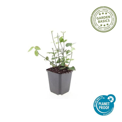 Purpur-Kriechspindel Euonymus fortunei 'Coloratus' – ↕10-25cm – Ø9cm – 6 Pflanzen – Winterharter Zierstrauch für Beete, Bodendecker & Hecken – Glänzendes Laub & purpurfarbene Beeren 