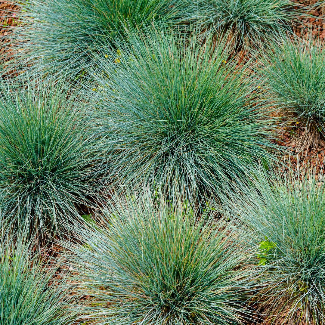 Festuca gautieri Zierschwingel Ø9cm 6 Stück