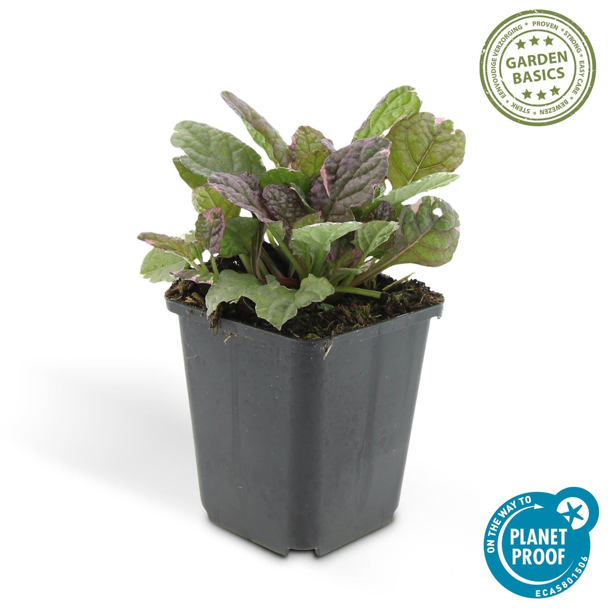 Kriechender Günsel Ajuga reptans 'Burgundy Glow' – ↕10-25cm – Ø9cm – 6 Pflanzen – Bodendecker – Halbschatten & Schatten – Pflegeleicht 