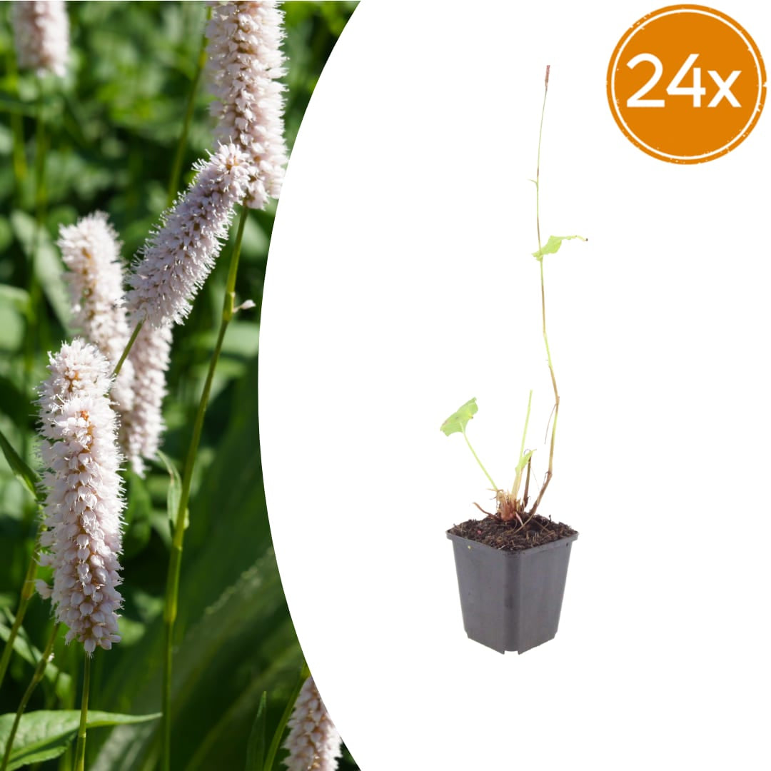 Persicaria bistorta Superba Rosa Blütenstaude für feuchte Beete & Teichrand Ø9cm 24 Stück