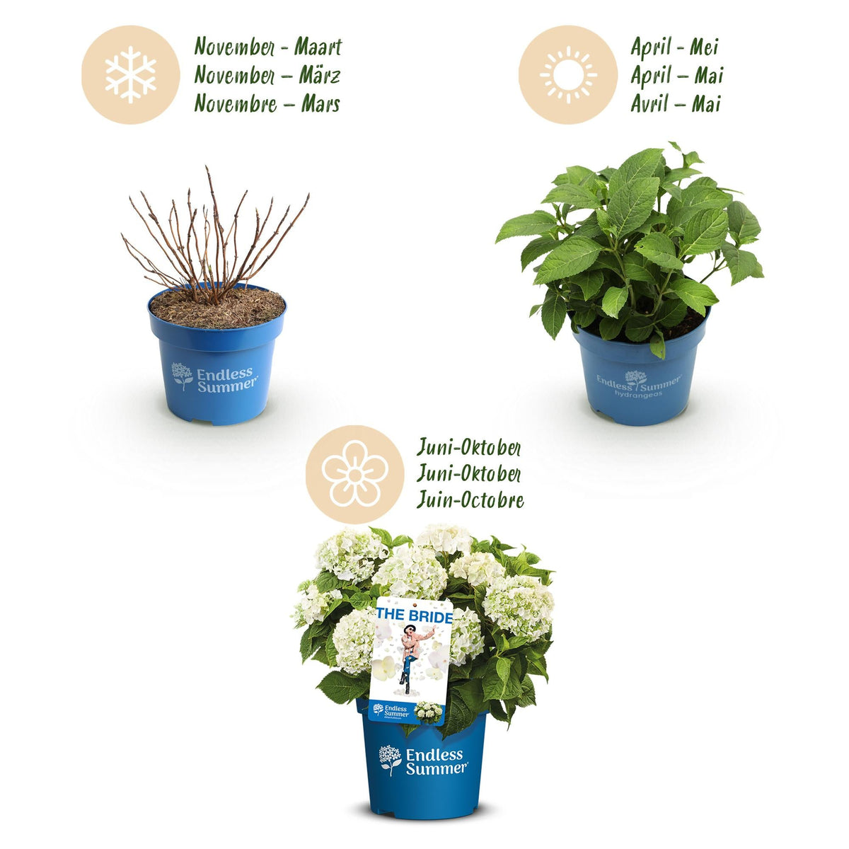 Green boutiQ - Gartenpflanze - Hydrangea Endless Summer The Bride - Hortensie - Winterhart - Weiß - 2 Pflanzen - Topf 14cm - Höhe 20-25cm 