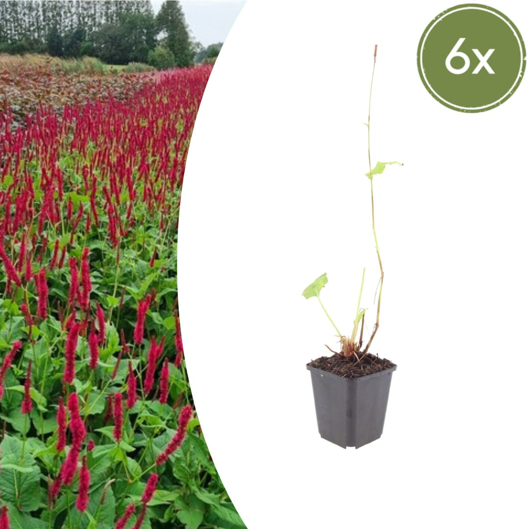 Persicaria amplexicaulis Blackfield Winterharte Staude Ø9cm 6 Stück