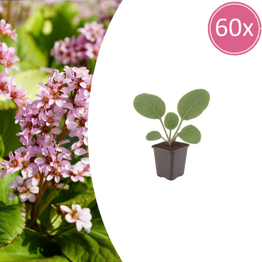 Schusterblume Bergenia cordifolia – 60 Pflanzen – 10-25cm – Ø9cm – Immergrüne Staude mit rosa Blüten – Winterharte Gartenpflanze für Beet, Schatten & Bodendecker - Oasis of Life