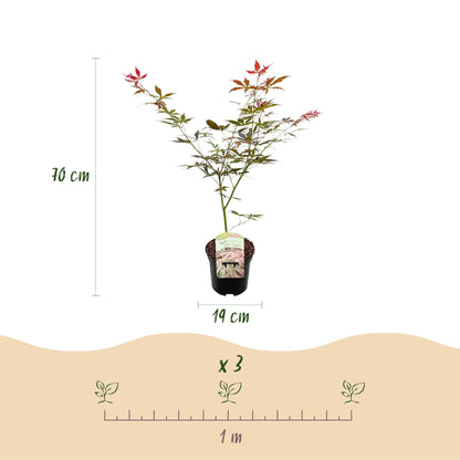 Japanischer Ahorn Acer palmatum 'Sumi-nagashi' – Roter Zierahorn – Balkon- & Terrassenpflanze – Ø19 cm Topf – Ca. 70 cm hoch – Eleganter Fächerahorn mit glänzend dunkelrotem Laub 