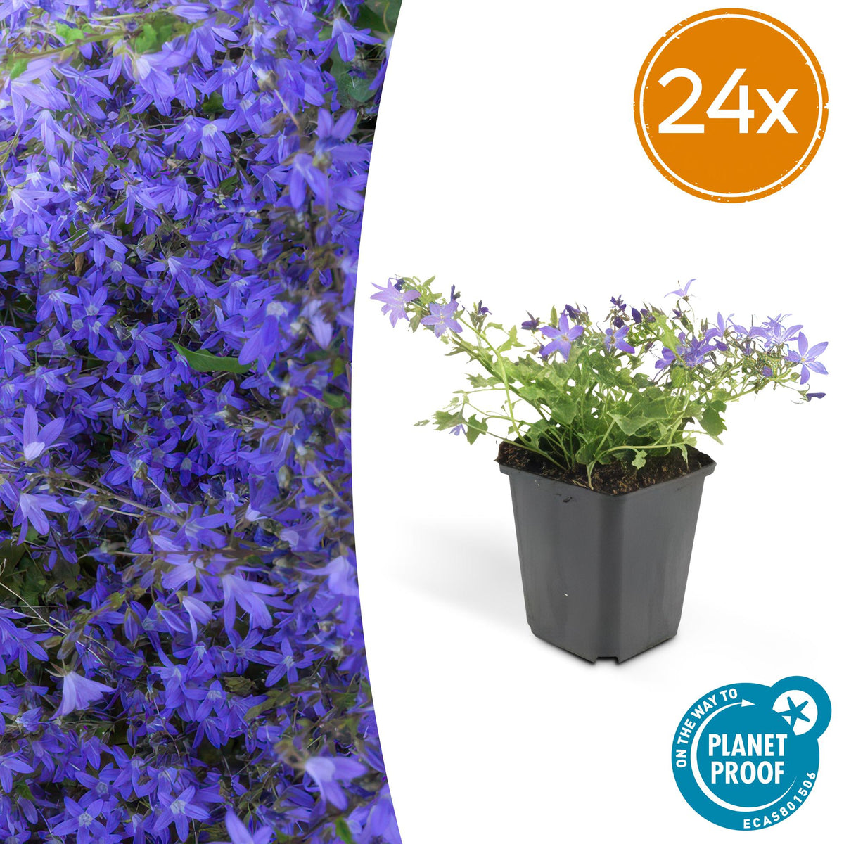 Campanula poscharskyana 'Stella' – 24 Pflanzen – ↕10-25 cm – Ø9 cm – Blaue, kriechende Blüten – Bodendecker – Pflegeleicht – Sonne & Halbschatten 