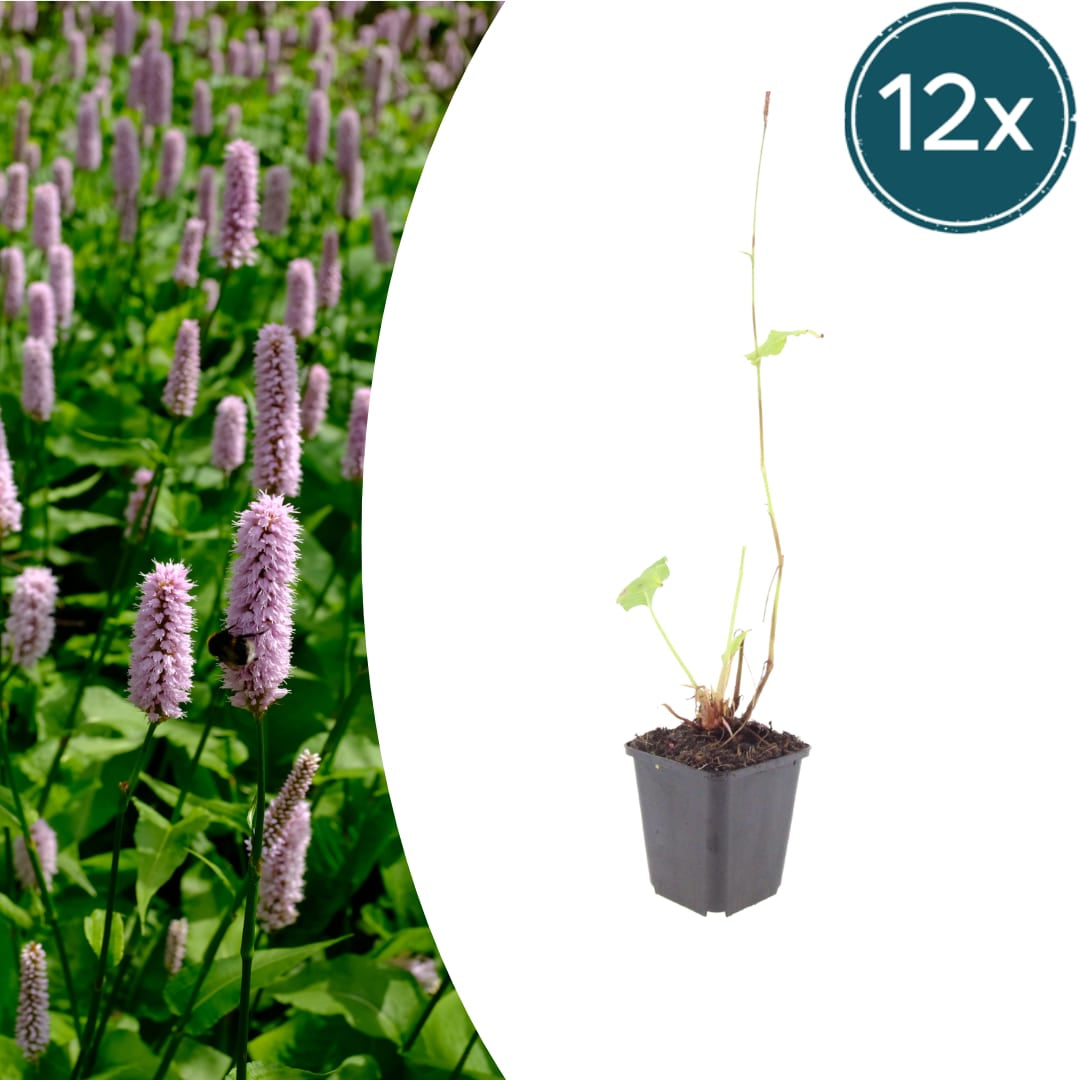 Persicaria affinis Superba Winterharte Staude Ø9cm 12 Stück
