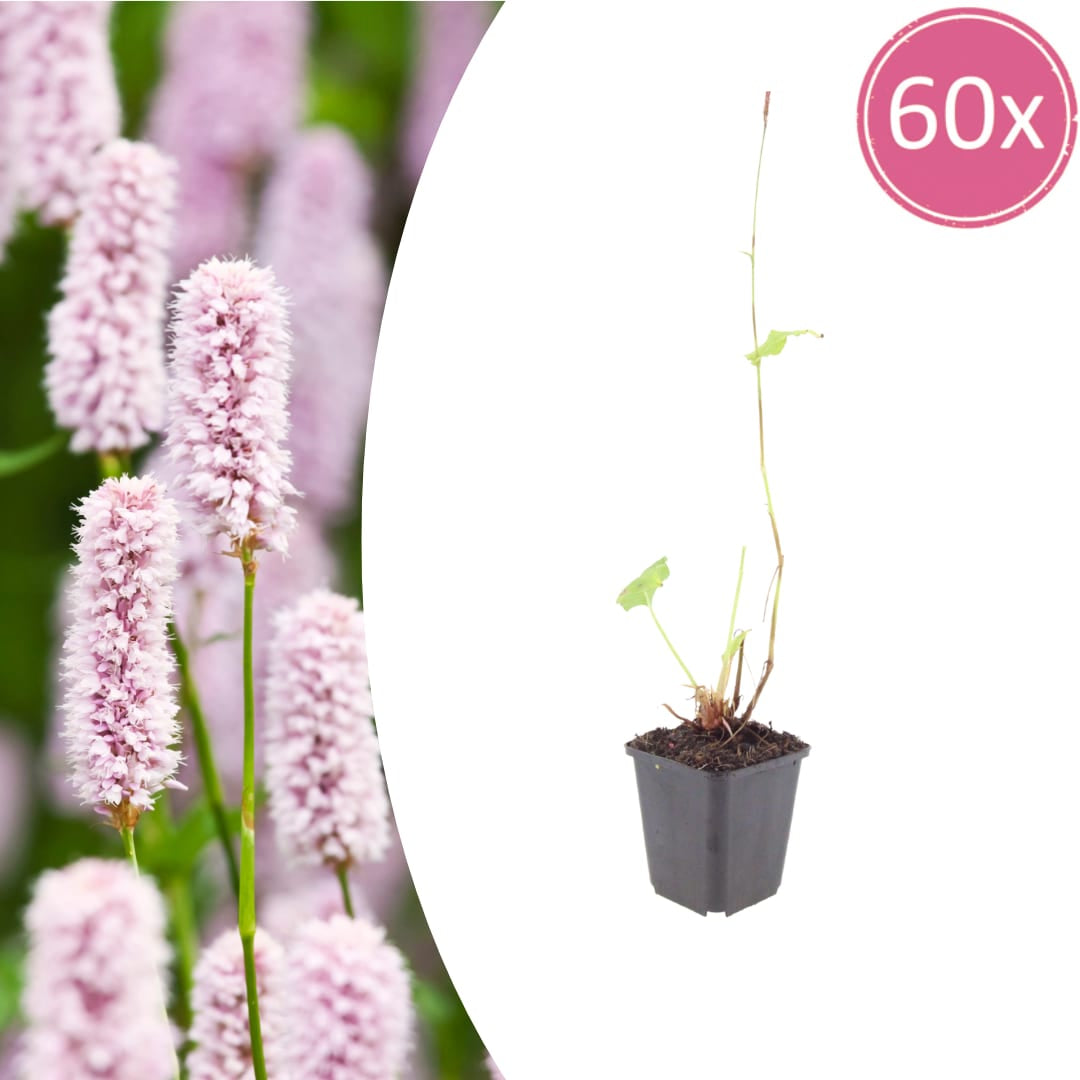 Persicaria bistorta Schlangenknöterich Blühende Staude für feuchte Beete Teichrand Naturgarten Ø9cm 60 Stück