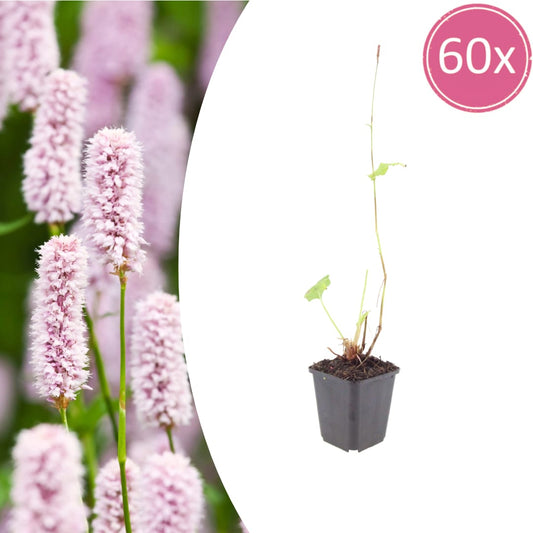 Persicaria bistorta Schlangenknöterich Blühende Staude für feuchte Beete Teichrand Naturgarten Ø9cm 60 Stück