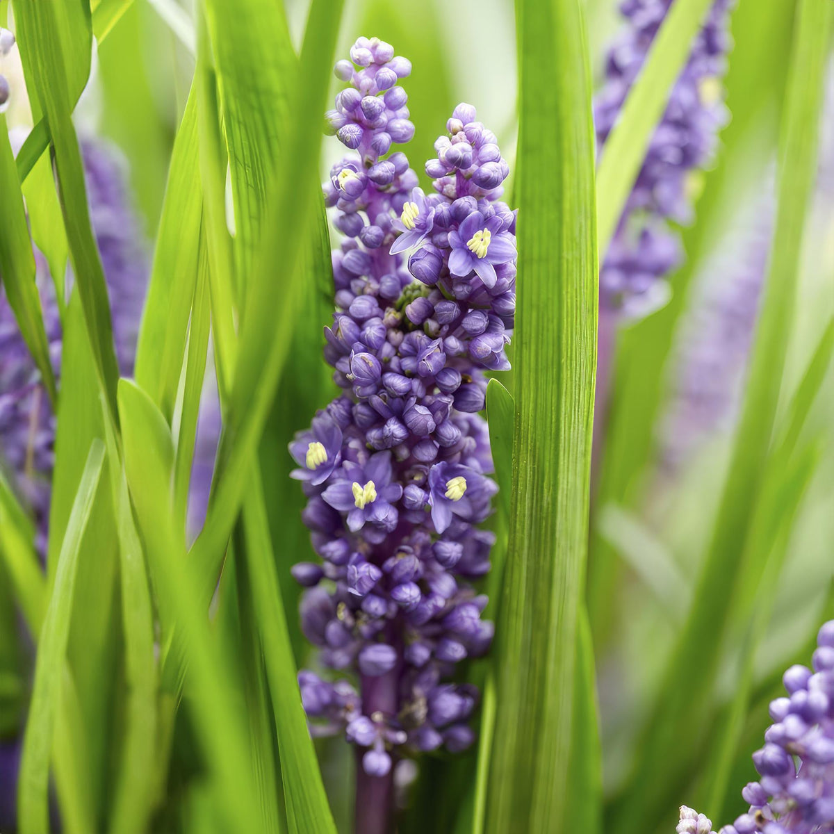 Lilientraube Liriope muscari 'Big Blue' – ↕10-25cm – Ø9cm – 6 Pflanzen – Immergrün, Lila Blüten, Bodendecker, Pflegeleicht, Halbschatten 