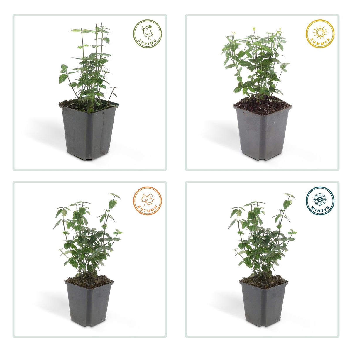 Immergrüne Kriechspindel – Euonymus fortunei radicans – ↕10-25 cm – Ø9 cm – 6 Pflanzen – Bodendecker – Pflegeleicht & Winterhart – Garten, Beete & Zäune 