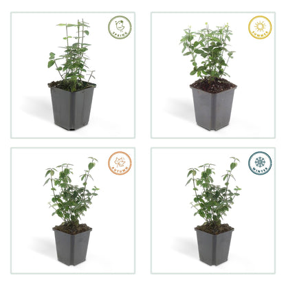 Immergrüne Kriechspindel – Euonymus fortunei radicans – ↕10-25 cm – Ø9 cm – 6 Pflanzen – Bodendecker – Pflegeleicht & Winterhart – Garten, Beete & Zäune 