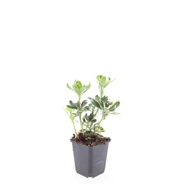 Pachysandra terminalis 'Variegata' – 24 Pflanzen – ↕10-25 cm – Ø9 cm – Immergrüner Bodendecker – Winterhart – Schattengarten – Buntes Laub 