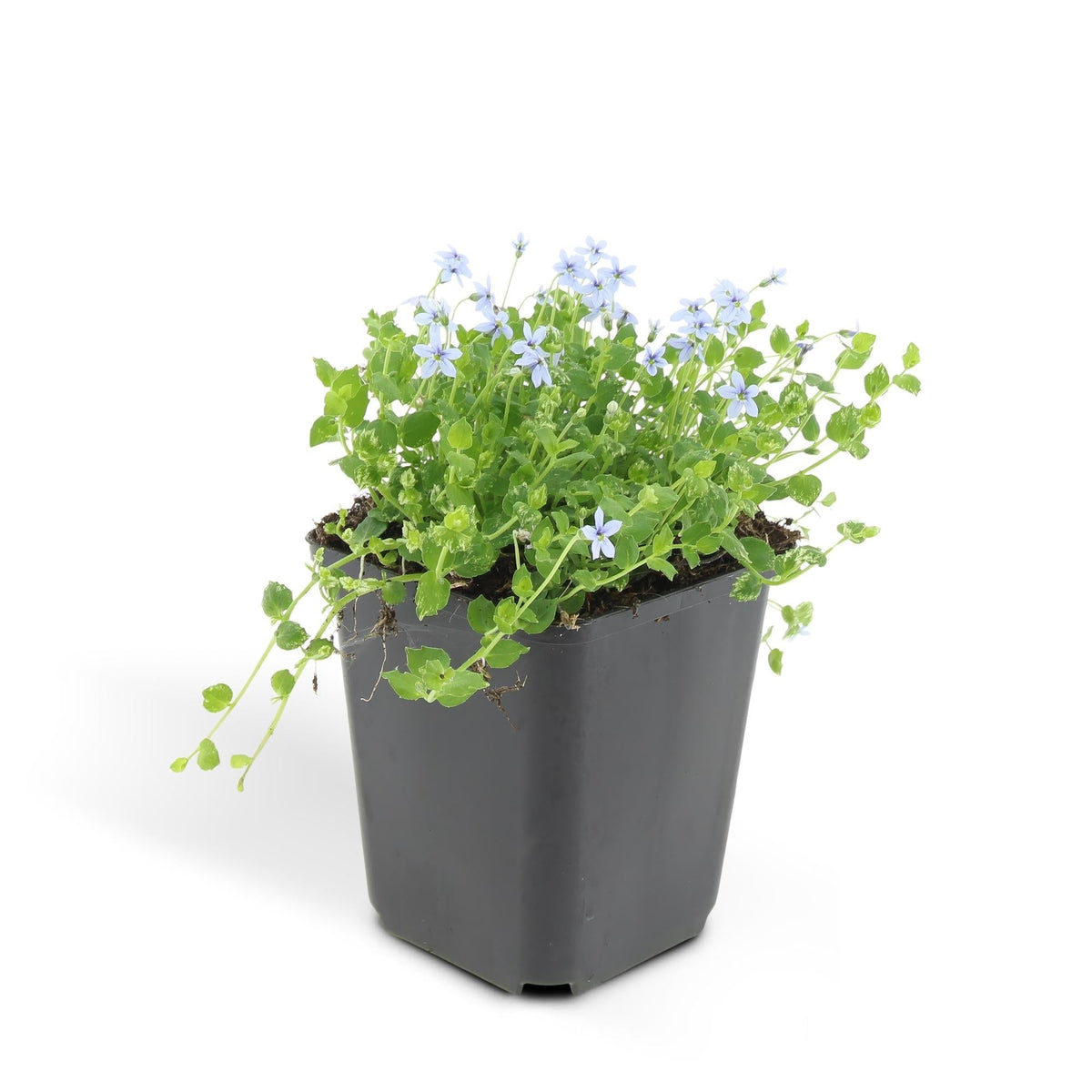 Blauer Bubikopf Isotoma fluviatilis – ↕10-25cm – Ø9cm – 6 Pflanzen – Niedriger Bodendecker mit blauen Sternblüten 