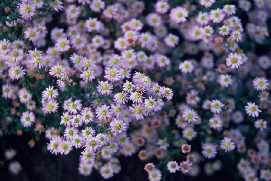 Wild-Aster Aster ageratoides 'Stardust' – ↕10-25cm – Ø9cm – 6 Pflanzen – Weißer Herbstblüher – Bienenfreundlich – Pflegeleicht 