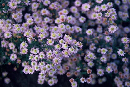 Wild-Aster Aster ageratoides 'Stardust' – ↕10-25cm – Ø9cm – 6 Pflanzen – Weißer Herbstblüher – Bienenfreundlich – Pflegeleicht 