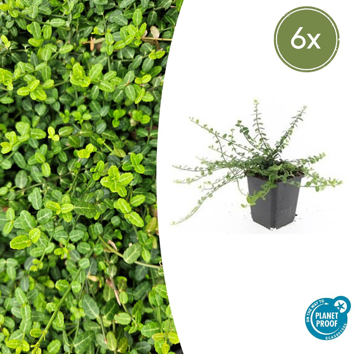 Kleinblättrige Teppichspindel – Euonymus fortunei 'Minimus' – ↕10-25 cm – Ø9 cm – 6 Pflanzen – Bodendecker – Winterhart & Pflegeleicht – Herbstfärbung – Vielseitig 