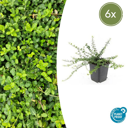 Kleinblättrige Teppichspindel – Euonymus fortunei 'Minimus' – ↕10-25 cm – Ø9 cm – 6 Pflanzen – Bodendecker – Winterhart & Pflegeleicht – Herbstfärbung – Vielseitig 